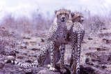 Pair of Young Serengeti Cheetahs