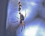 Large Spider in Web