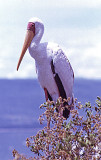 Yellow-billed Stork or Wood Ibis (Ibis ibis)