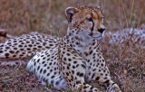 Mature Female Cheetah