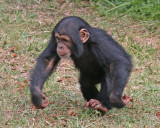 BABY CHIMPANZEE. (Pan troglodytes)jpg