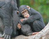 BABY CHIMPANZEE CLINGING TO MOTHER
