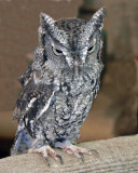 EASTERN SCREECH OWL (Megascops asio)