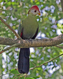 RED-CRESTED TURACO