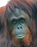 MATURE FEMALE ORANG UTAN  (Pongo pygaeus)