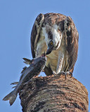 FEEDING OSPREY