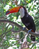 TOCO TOUCAN (Rhamphastos toco)