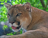 FLORIDA PANTHER  (Puma concolor)
