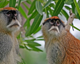 MALE AND FEMALE PATAS MONKEY  (Erythrocebus patas)