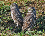 PAIR OF BURROWING OWLS (Athene cunicularia)