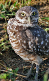 BURROWING OWL