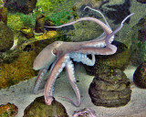 Octopus (Octopus vulgaris)