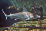 SANDBAR SHARK (Carchahinus plumbeus)