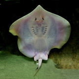 ATLANTIC STINGRAY (Dasyatis sabina)