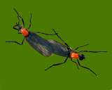 LOVEBUGS (Plecia nearctica)  Adults in copula