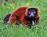 RED RUFFED LEMUR (Varecia rubra)