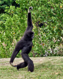 WHITE-HANDED GIBBON (Hylobates lar)