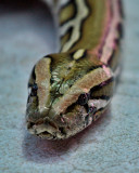 BURMESE PYTHON (Molurus bivittatus)