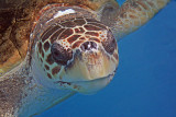 LOGGERHEAD TURTLE (2) (Caretta caretta)