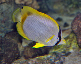 SPOTFIN BUTTERFLY FISH (Chaetodon ocellaris)