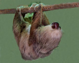 TWO-TOED SLOTH (Choleopus hoffmanni)