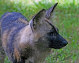 AFRICAN PAINTED DOG  (Lycaon pictus)