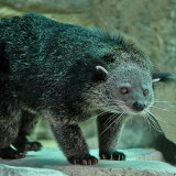 BINTURONG (Arctictis binturong)