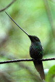 Sword  -billed Hummingbird