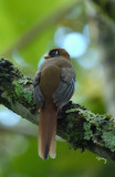 Masked Trogon