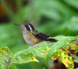 Speckled Hummingbird