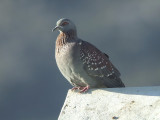Speckled Rock-pigeon