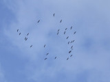 Kraanvogels / Common Cranes