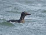 Zwarte Zeekoet / Black Guillemot