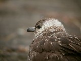 Kleine Jager / Arctic Skua