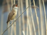 Grote Karekiet / Great Reed Warbler