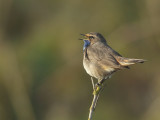 Blauwborst / Bluethroat