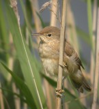 Kleine Karekiet / Reed Warbler