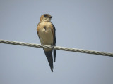 Roodstuitzwaluw / Red-rumped Swallow