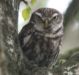 Steenuil / Little Owl