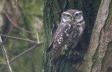 Steenuil / Little Owl