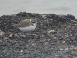 Strandplevier / Kentish Plover