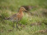 Grutto / Black-tailed Godwit