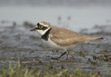 Kleine Plevier / Little Ringed Plover