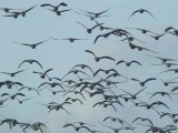 Kolgans / White-fronted Goose