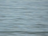 Brilduiker / Common Goldeneye
