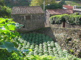 Adega and garden