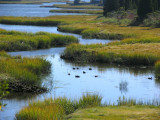 Ducks swimming on salt marsh