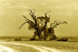 Trees Die Standing Tall (Kenya)