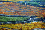 Vines & vegtables (Upper Galile, Israel)