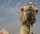 Curious Camel in Al Ain Oasis, UAE